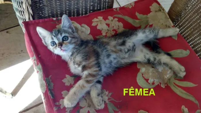 Gato raça indefinida idade 2 a 6 meses nome ainda não tem