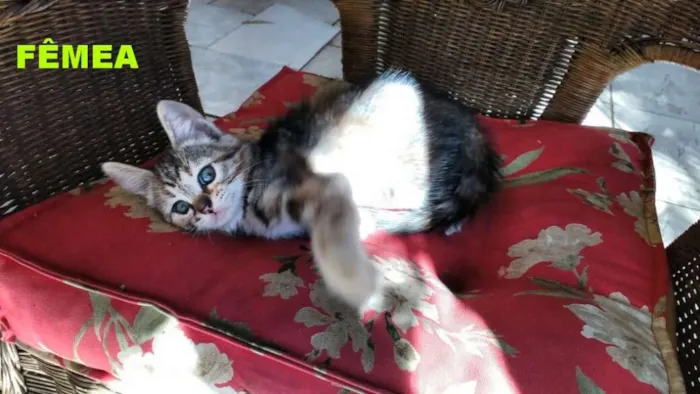 Gato raça indefinida idade 2 a 6 meses nome ainda não tem