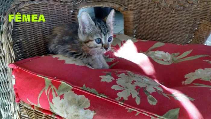 Gato raça indefinida idade 2 a 6 meses nome ainda não tem