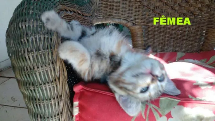 Gato raça indefinida idade 2 a 6 meses nome ainda não tem