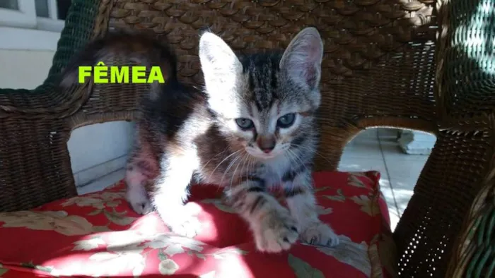 Gato raça indefinida idade 2 a 6 meses nome ainda não tem