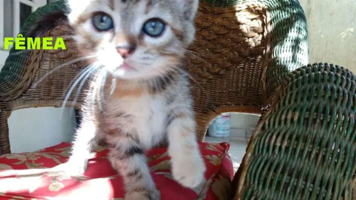 Gato raça indefinida idade 2 a 6 meses nome ainda não tem