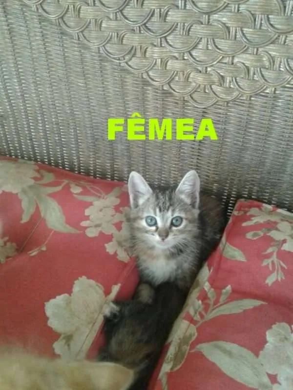 Gato raça indefinida idade 2 a 6 meses nome ainda não tem
