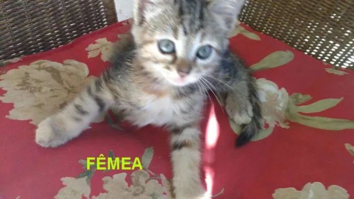 Gato raça indefinida idade 2 a 6 meses nome ainda não tem