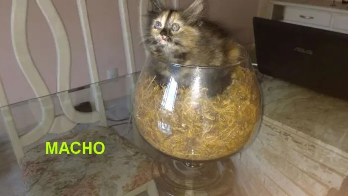 Gato raça indefinida idade 2 a 6 meses nome ainda não tem