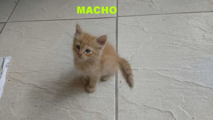 Gato raça indefinida idade 2 a 6 meses nome ainda não tem