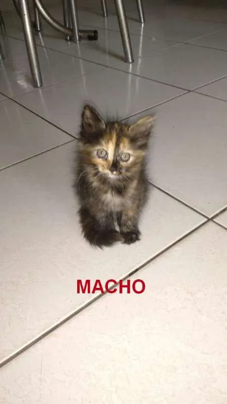 Gato raça indefinida idade 2 a 6 meses nome ainda não tem