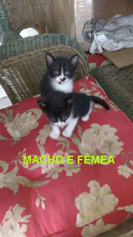 Gato raça indefinida idade 2 a 6 meses nome ainda não tem