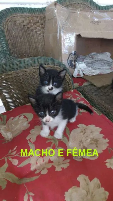 Gato raça indefinida idade 2 a 6 meses nome ainda não tem