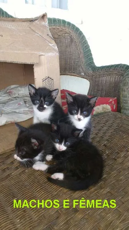 Gato raça indefinida idade 2 a 6 meses nome ainda não tem