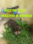 ainda não tem