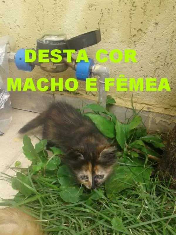 Gato raça indefinida idade 2 a 6 meses nome ainda não tem