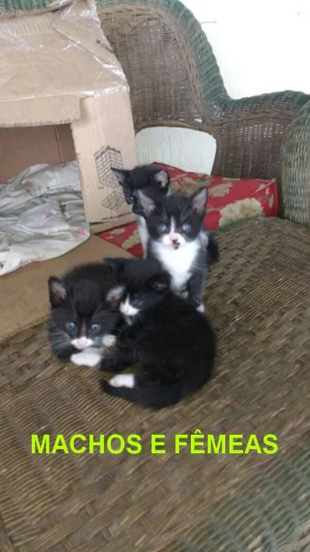 Gato raça indefinida idade 2 a 6 meses nome ainda não tem