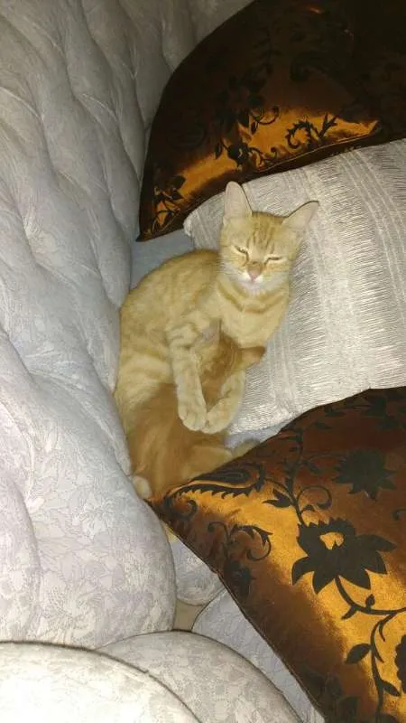Gato raça indefinida idade 2 a 6 meses nome ainda não tem