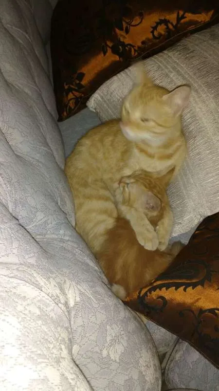 Gato raça indefinida idade 2 a 6 meses nome ainda não tem