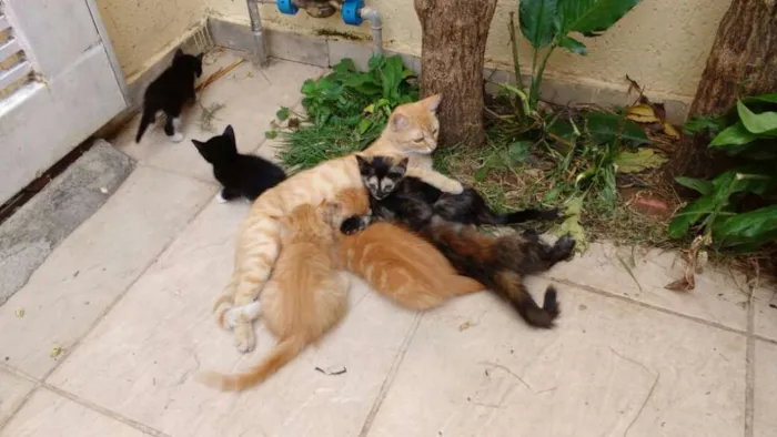 Gato raça indefinida idade 2 a 6 meses nome ainda não tem