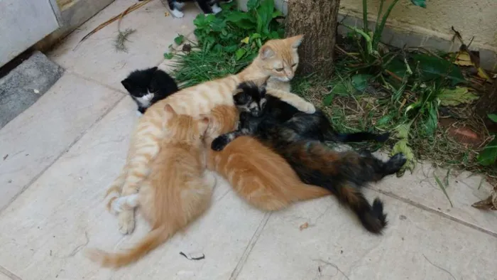 Gato raça indefinida idade 2 a 6 meses nome ainda não tem
