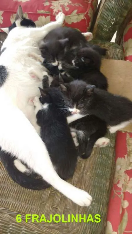 Gato raça indefinida idade 2 a 6 meses nome ainda não tem