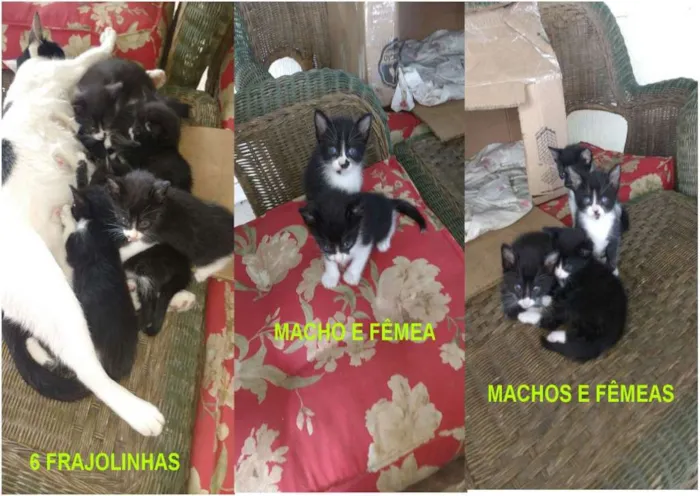 Gato raça indefinida idade 2 a 6 meses nome ainda não tem