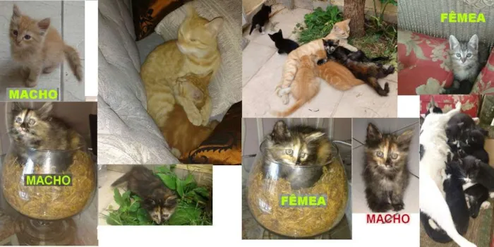 Gato raça indefinida idade 2 a 6 meses nome ainda não tem