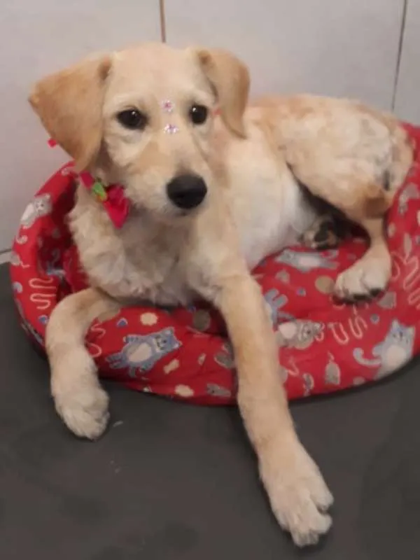 Cachorro ra a srd idade 2 a 6 meses nome Mel 