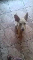 Polenta