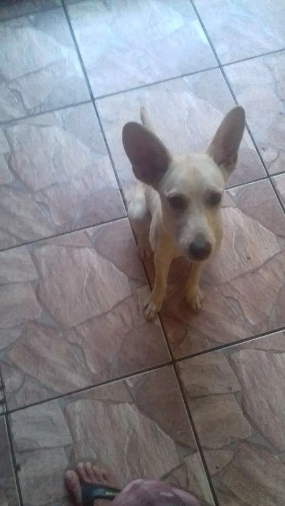 Cachorro ra a Endefinida idade 7 a 11 meses nome Polenta
