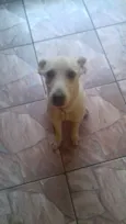 Polenta