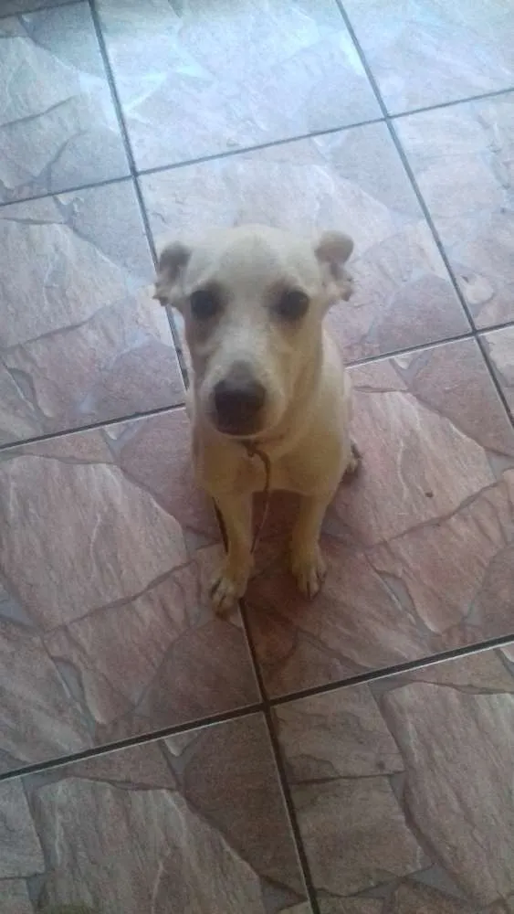 Cachorro ra a Endefinida idade 7 a 11 meses nome Polenta