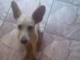 Polenta
