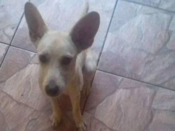 Cachorro ra a Endefinida idade 7 a 11 meses nome Polenta