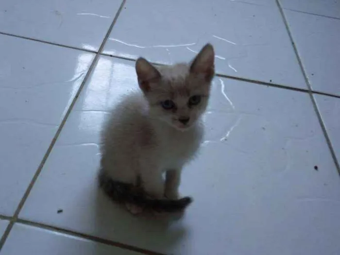 Gato ra a Não definida idade 2 a 6 meses nome Sem Nome
