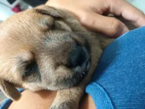 Cachorro raça Vira-lata  idade Abaixo de 2 meses nome não tem nomes ainda 
