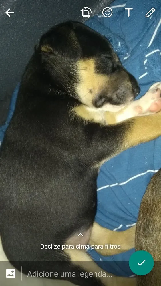 Cachorro ra a Vira-lata  idade Abaixo de 2 meses nome não tem nomes ainda 