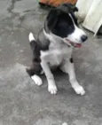 Lulu