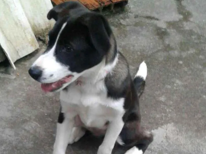 Cachorro ra a Mista /vira lata  idade 2 a 6 meses nome Lulu