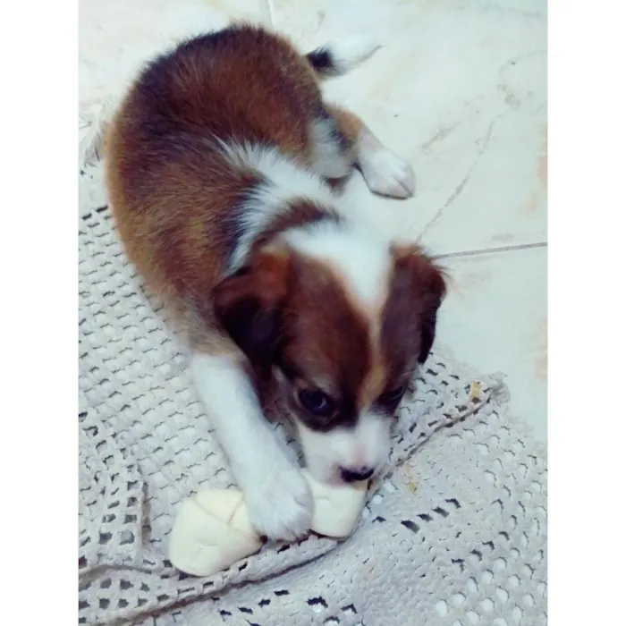 Cachorro raça SRD idade Abaixo de 2 meses nome Canela