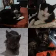 Eles não têm nome 