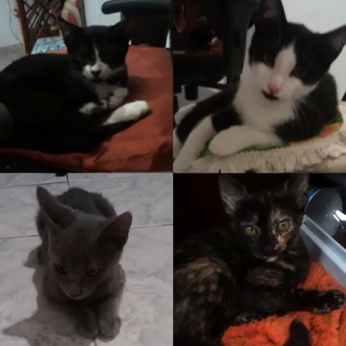 Gato ra a Raça não indefinida idade 2 a 6 meses nome Eles não têm nome 