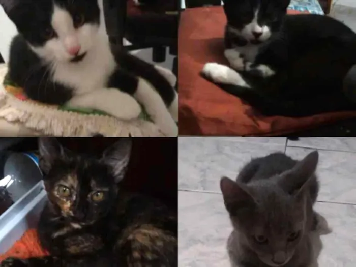 Gato ra a Raça não indefinida idade 2 a 6 meses nome Eles não têm nome 