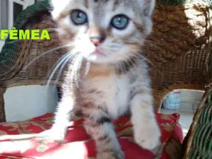 Gato raça indefinida idade 2 a 6 meses nome ainda não tem