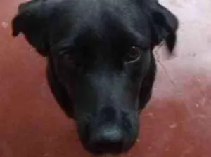 Cachorro raça Vira-lata idade 7 a 11 meses nome Pretinha