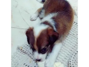 Cachorro raça SRD idade Abaixo de 2 meses nome Canela