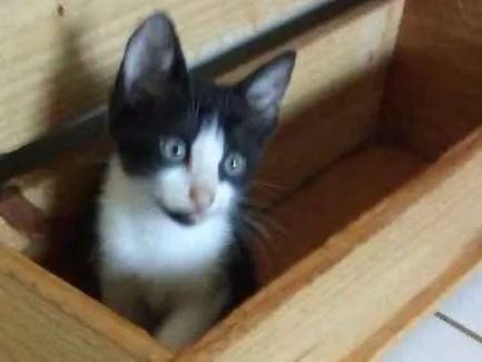 Gato ra a Não definida idade 2 a 6 meses nome Sem Nome