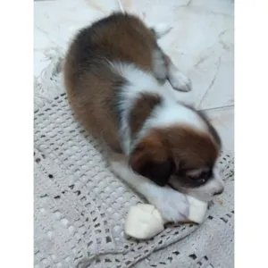 Cachorro raça SRD idade Abaixo de 2 meses nome Canela