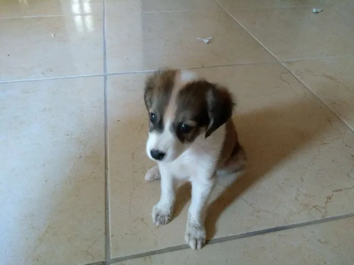 Cachorro raça SRD idade Abaixo de 2 meses nome Canela