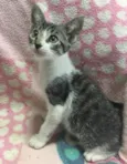 AMEIXA