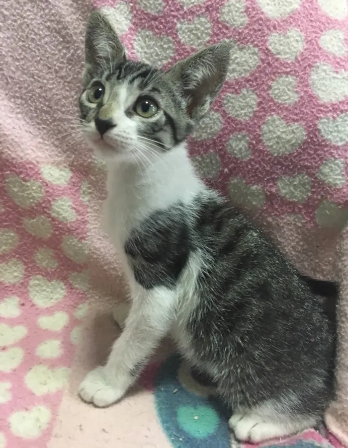 Gato ra a SRD idade 2 a 6 meses nome AMEIXA