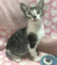 AMEIXA