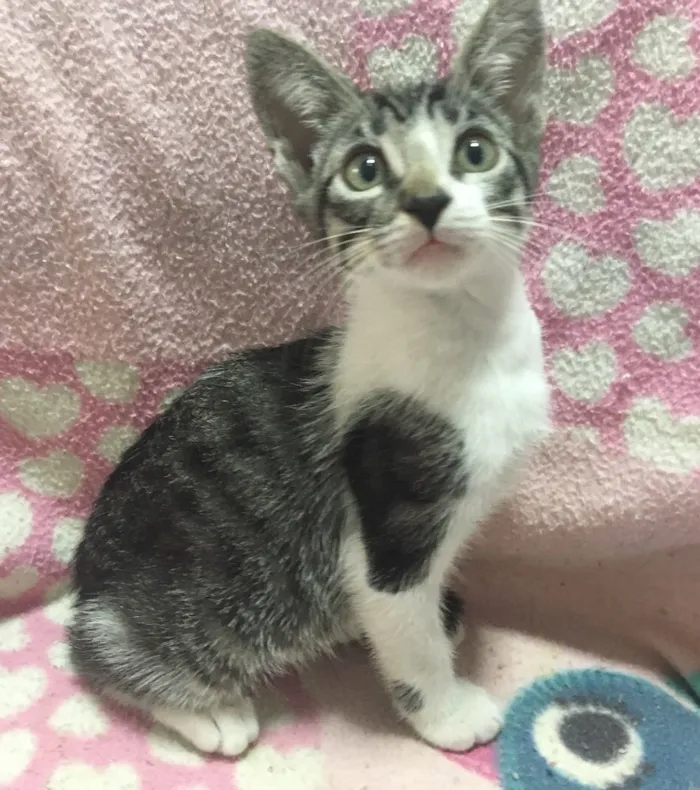 Gato ra a SRD idade 2 a 6 meses nome AMEIXA